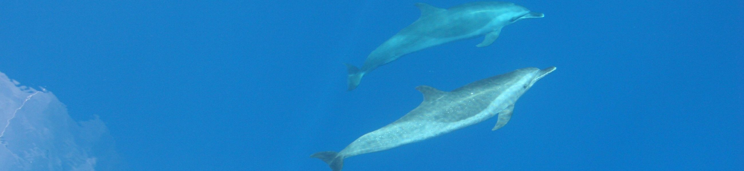 Cetacean-Biology-banner