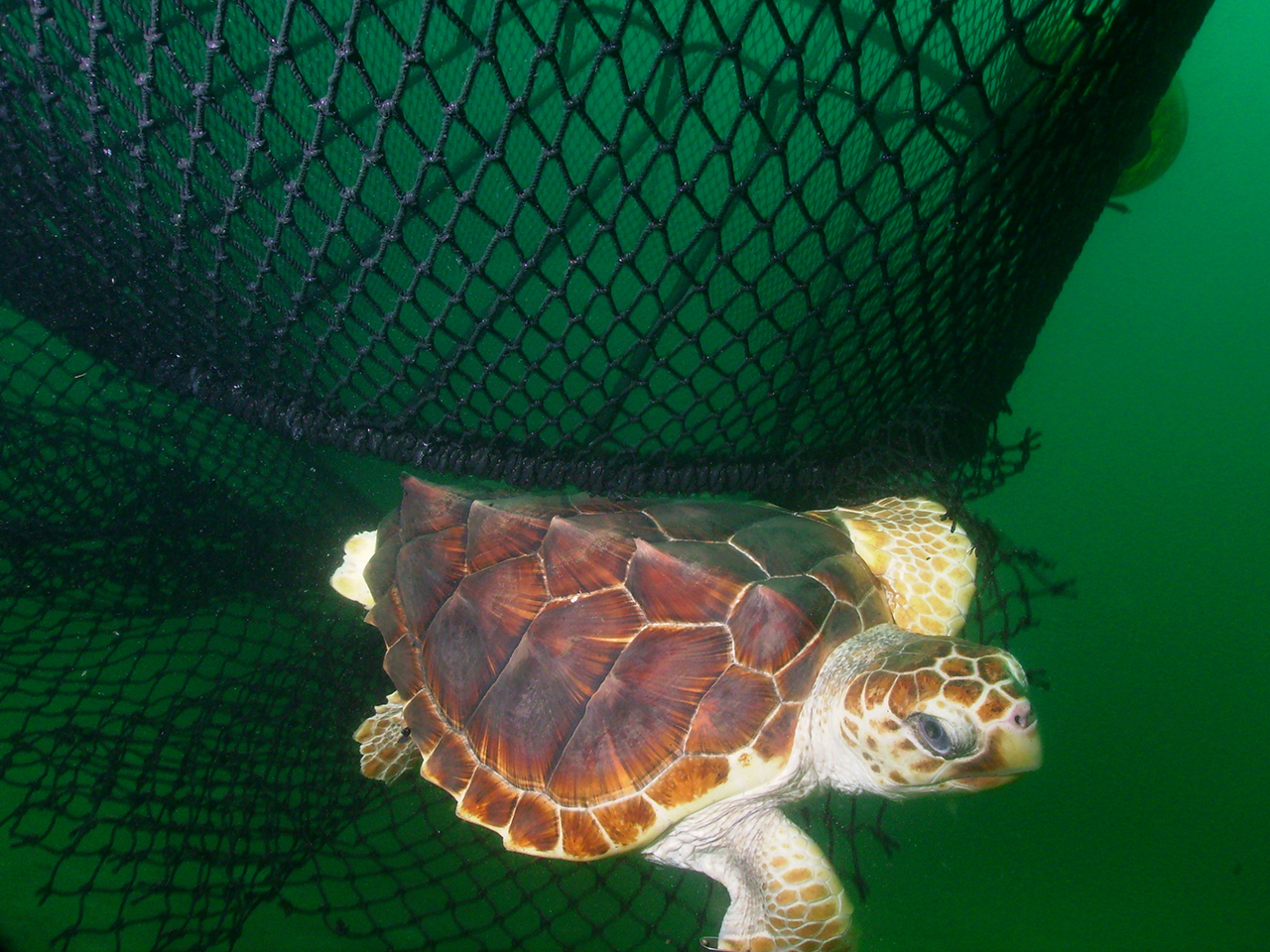 Sea Turtles - Marine Animal Response Society (MARS)